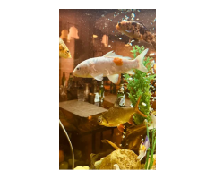 Regenta Inn Jaipur by Royal Orchid Hotels