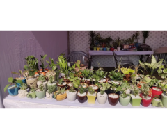 Janki Paradise Marriage Garden