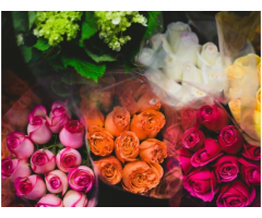 BloomsVilla- Flower Delivery In Jaipur