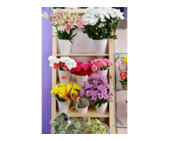 FlowerDekho Flower Delivery in Mansarovar