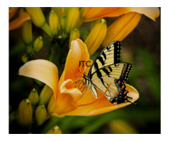 jasleen kaur-digital marketing agency